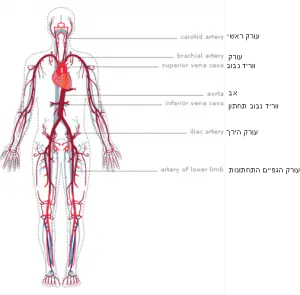 מערכת ההולכה