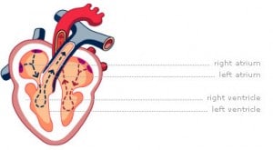 תמונה של מבנה הלב